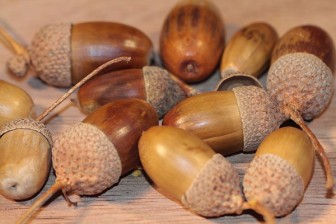 Acorns